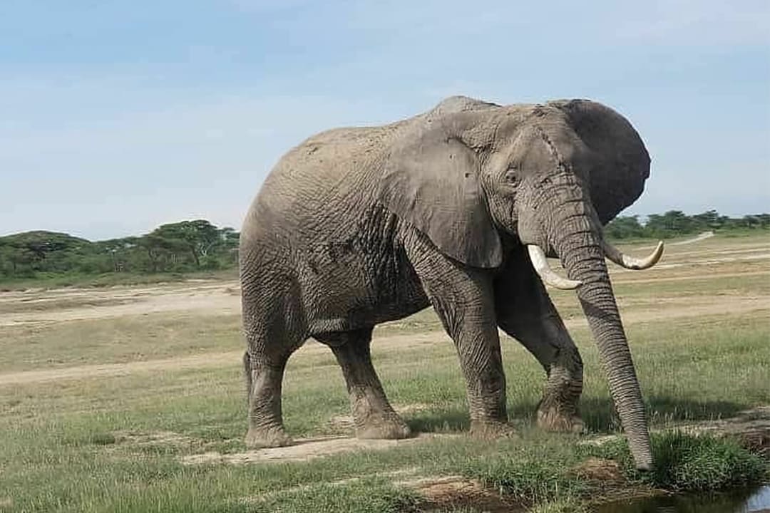 Ngorongoro