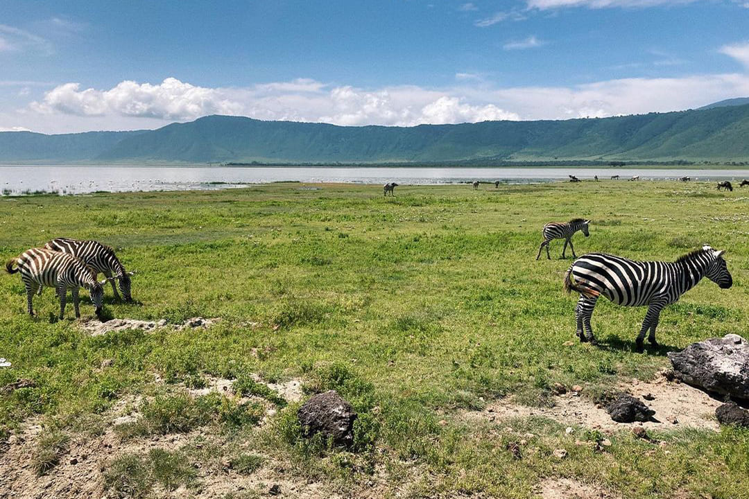 Ngorongoro