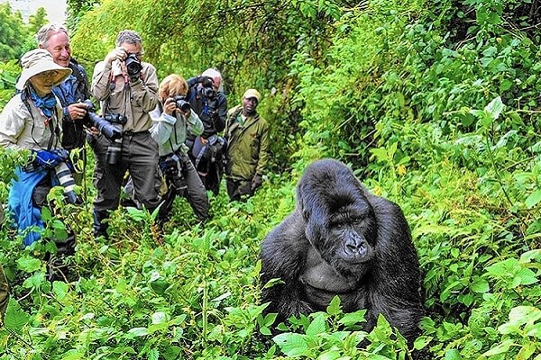 Kilimanjaro