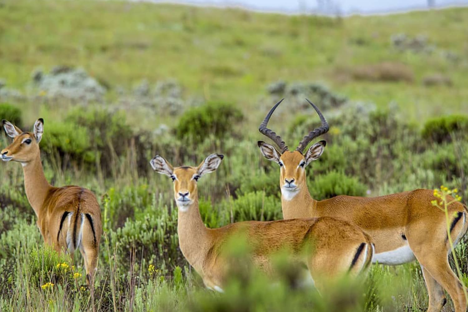 Kitulo